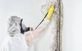 Best Attic Mold Removal  in De Kal, TX